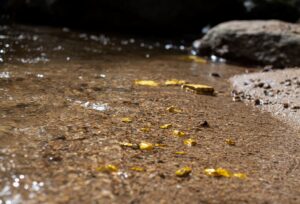 a group of small yellow leaves on a wet ground